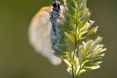 Aporia crataegi