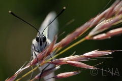 Aporia crataegi