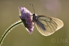 Aporia crataegi
