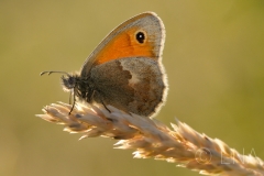 Coenonympha pamphilus