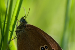 Aphantopus hyperantus