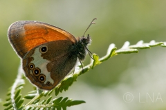 Coenonympha arcania