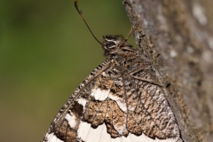 Brintesia circe
