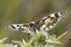 Melanargia galathea