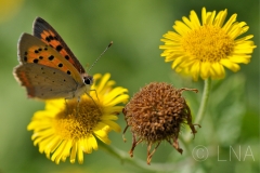 Lycaena phleas