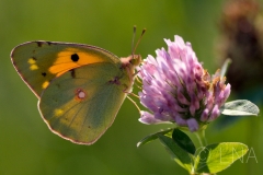 Colias crocea
