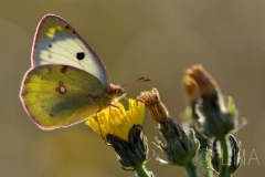 Colias hyale/alfacariensis