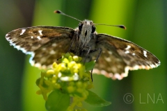 Carcharodus alceae