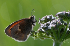 Coenonympha pamphilus