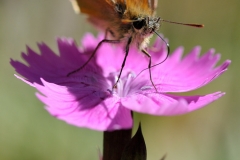 Ochlodes venatus