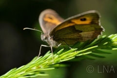 Maniola jurtina