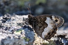 Hipparchia fagi