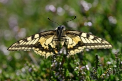 Papilio machaon