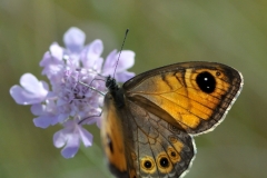 Lasiommata maera