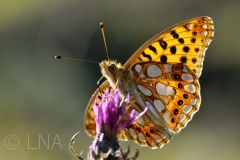Issoria lathonia