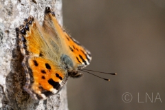 Nymphalis polychloros