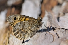 Lasiommata megera