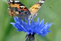 Vanessa cardui