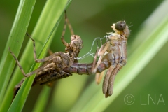 Platycnemis pennipes