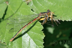 Pyrrhosoma nymphula