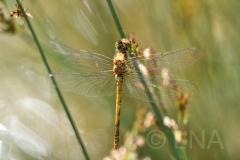 Sympetrum striolatum