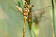 Sympetrum striolatum