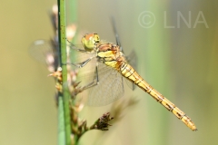 Sympetrum striolatum
