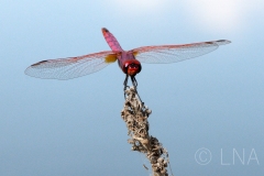 Trithemis annulata